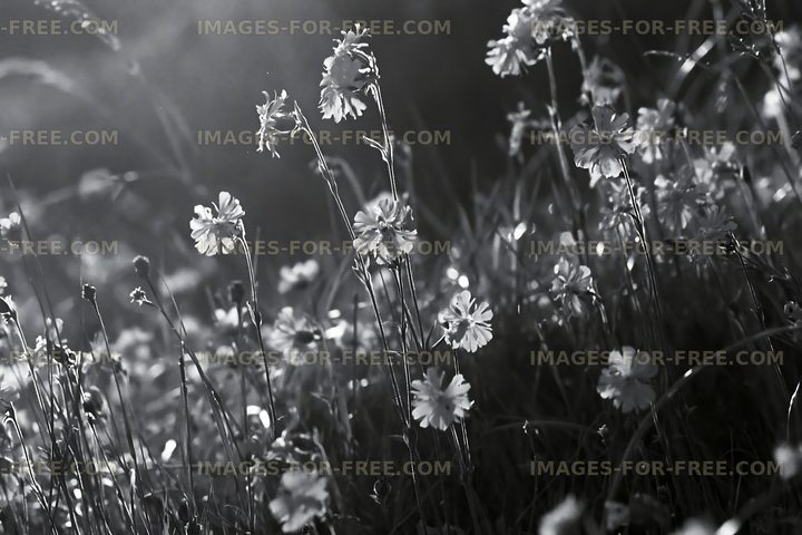 Light shines through flowers in black and white photograph