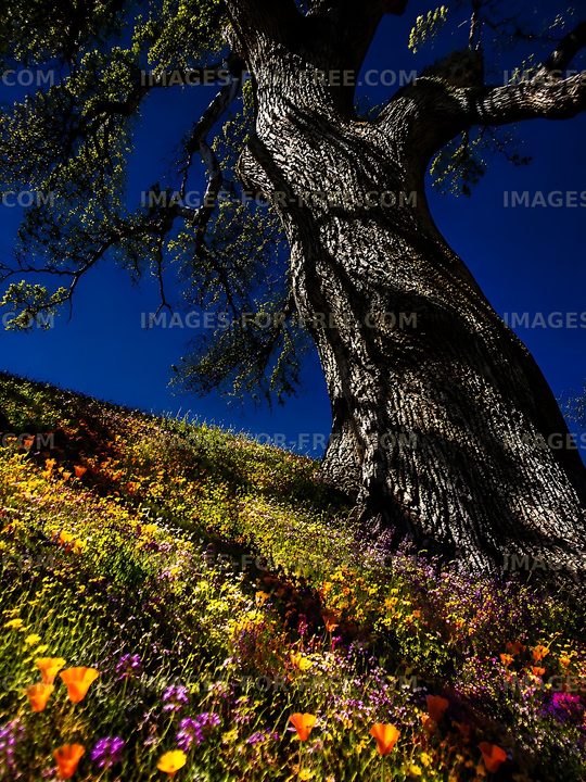 Large tree with colorful flowers on a hillside