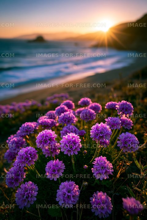 Sunset over ocean with purple flowers in foreground