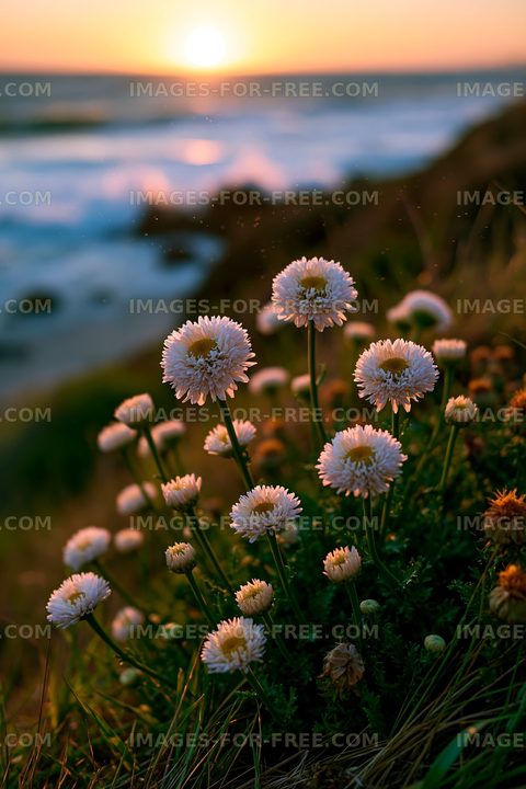 Flowers blooming by the ocean at sunset