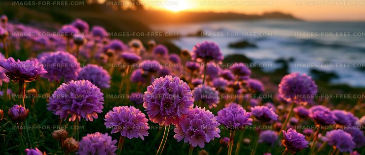 Vibrant flowers blooming near the ocean at sunset