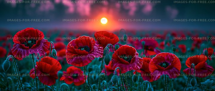 Sunrise over a field of red poppy flowers