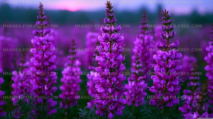 Purple flowers in a field during sunset