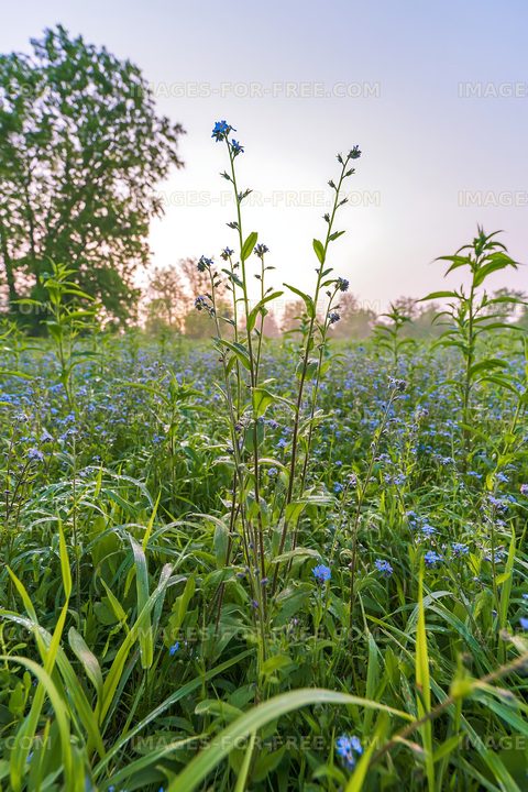 Field of small blue flowers at sunrise