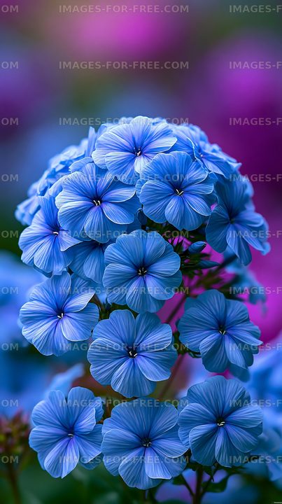 Blue flowers blooming in a garden setting