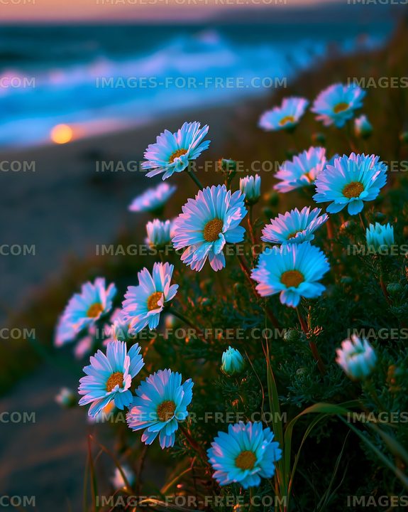Daisies bloom near the ocean during sunset