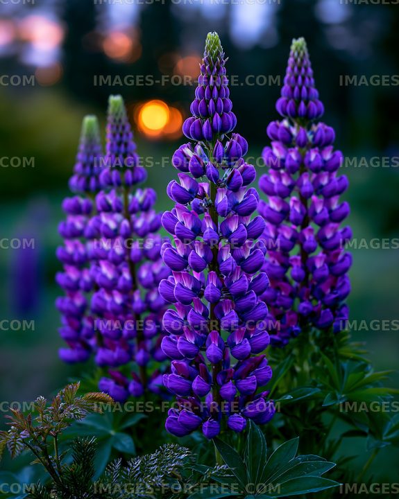 Purple flowers in bloom with a sunset background