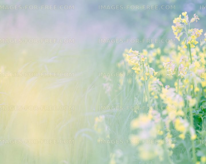 Blooming yellow flowers in a soft, blurred landscape