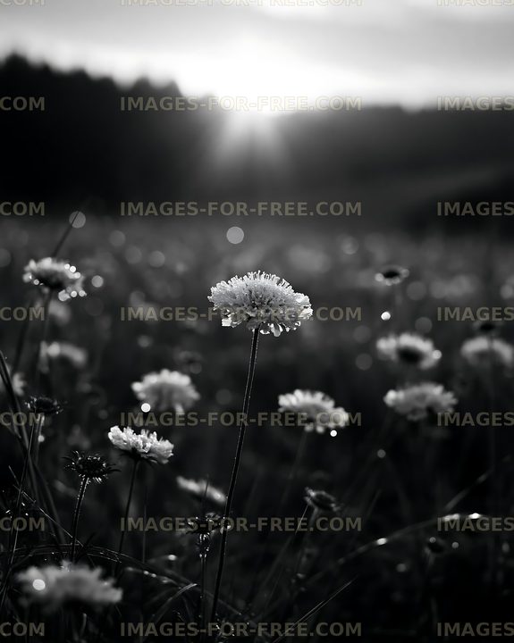 Sunlight shining on wildflowers in a black and white scene