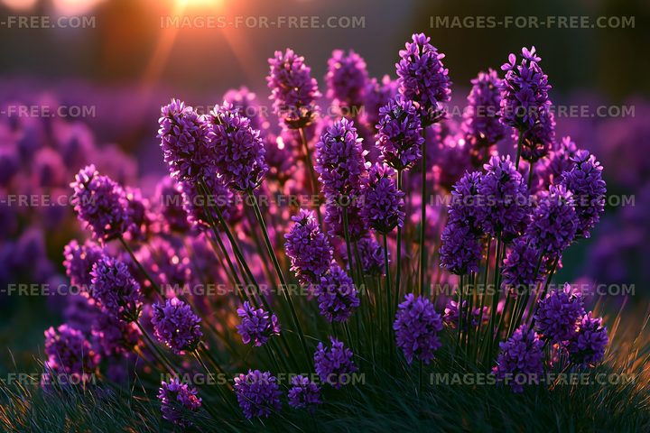 Lavender flowers in a field during sunset