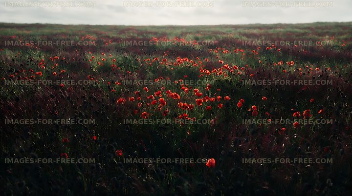 Poppy field with red flowers in an open landscape