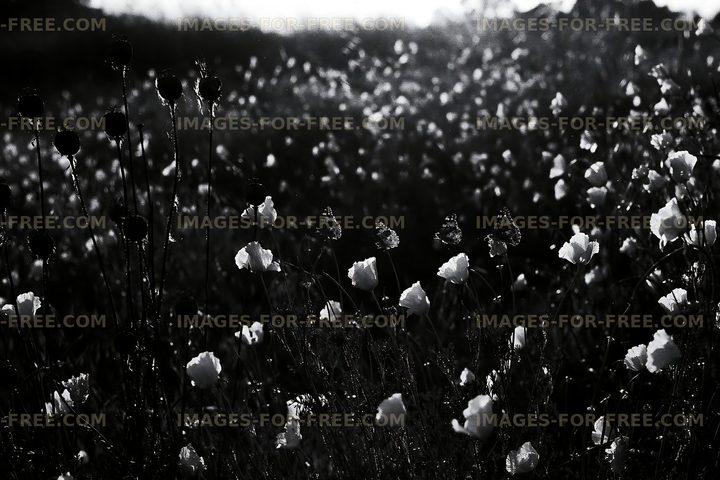Black and white poppy field with sunlight in the background