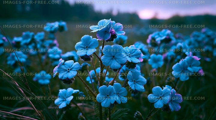 Blue flowers blooming in a field at dusk