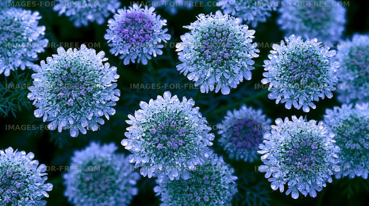Blue flowers with dew drops in a garden setting