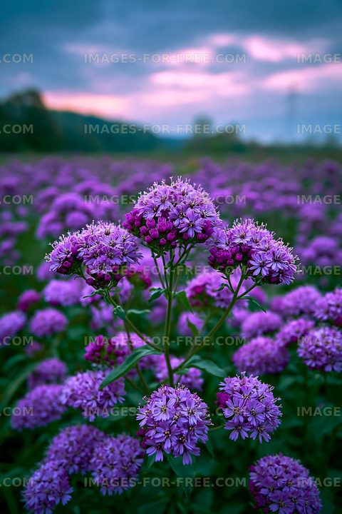 Vibrant purple flowers in a field at sunset