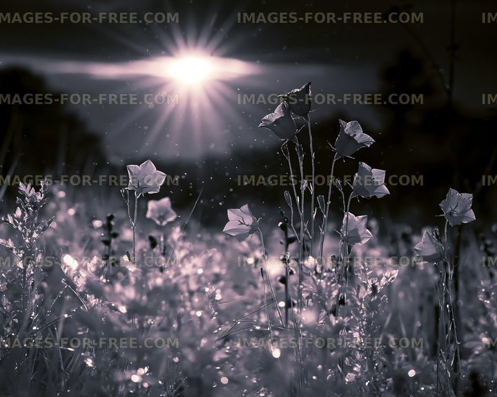 Sunlight shining on flowers in a dark field