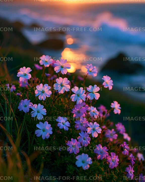 Flowers blooming near the ocean at sunset