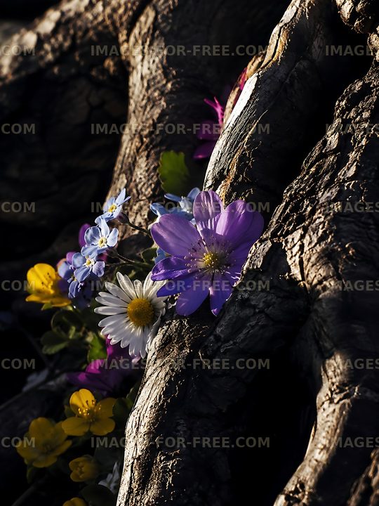 Flowers growing on tree roots in natural setting