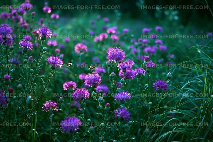 Field of purple flowers in a green landscape