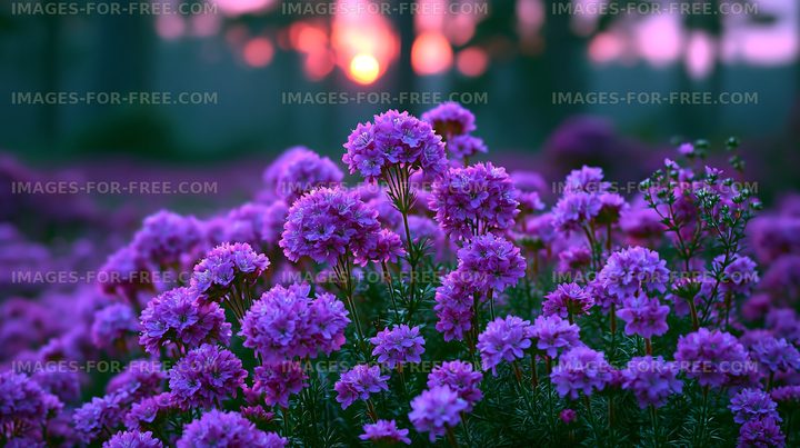 Vibrant flowers blooming at sunset in a garden setting