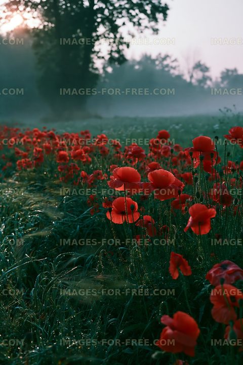 Vibrant red poppies in a misty field at dawn