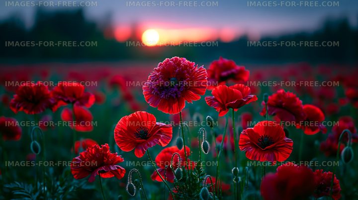 Bright red poppies in a blooming field at sunset