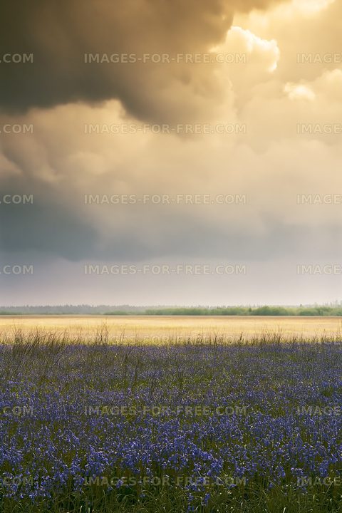 Vast field of blue flowers under cloudy sky
