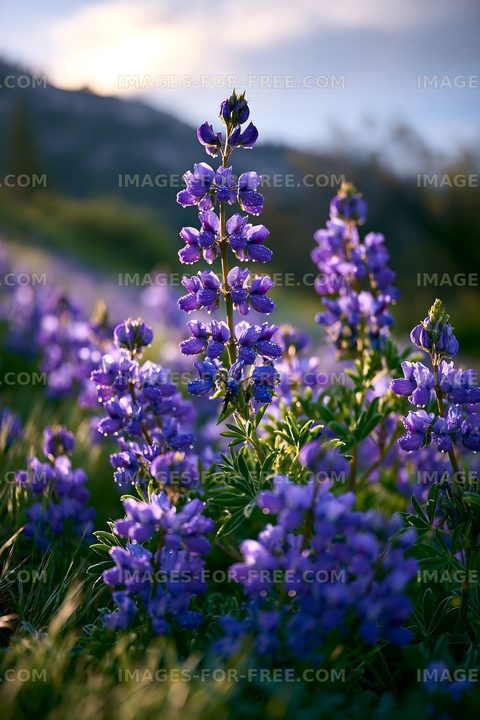 Purple wildflowers in the mountains during golden hour