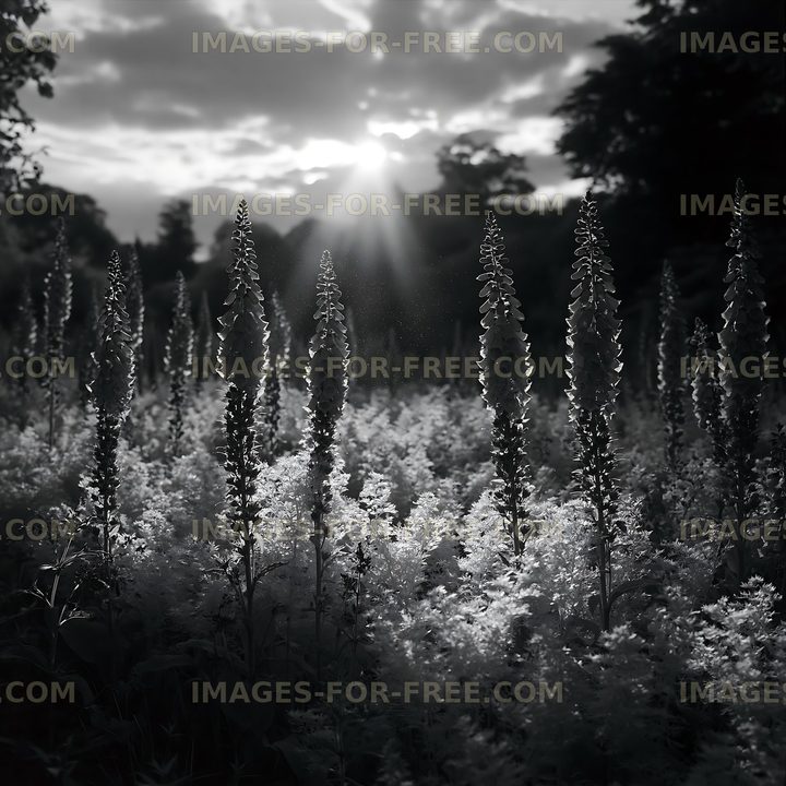 Lupins in bloom under sunlight during golden hour