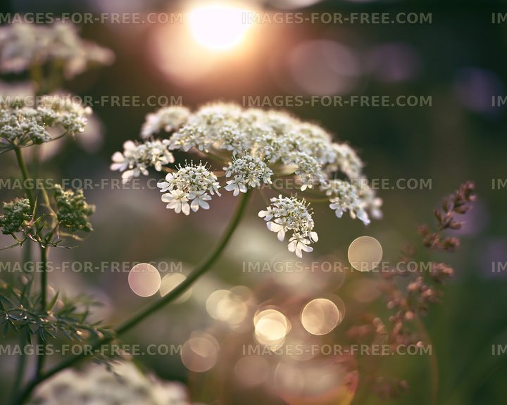 White flowers with sunlight and bokeh effect in a garden