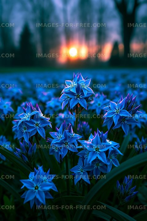 Blue flowers bloom at sunset in a park setting
