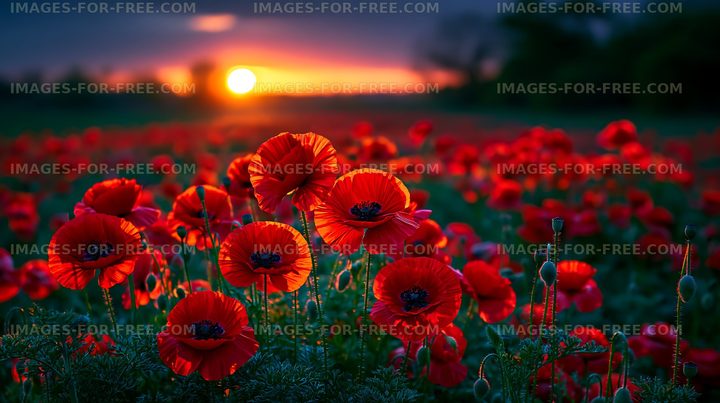 Vibrant red poppy field during sunset in open landscape