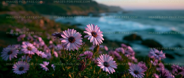 Purple flowers by the ocean at sunset
