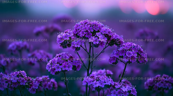 Purple flowers in a field during sunset