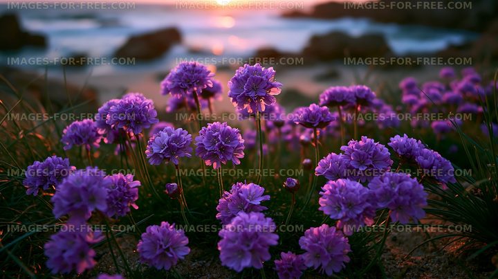 Purple flowers by the beach at sunset