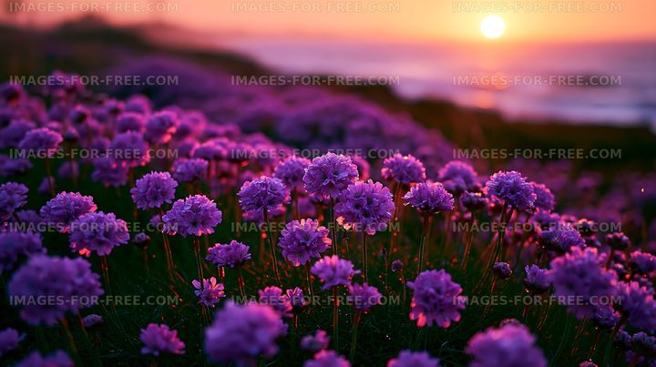 Sunset over purple flowers by the coast