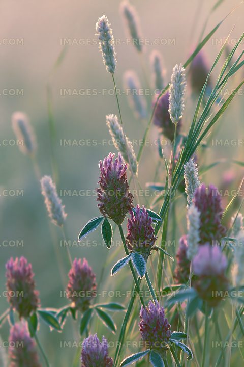 Clover and grass in a meadow at dawn with dew