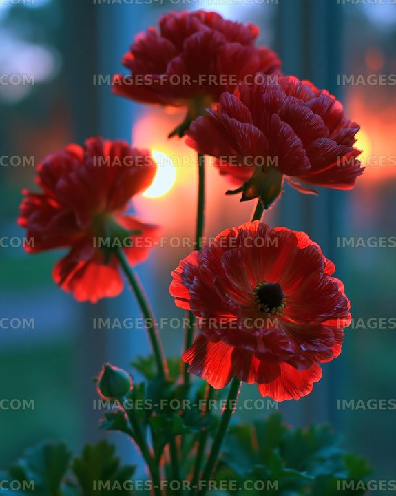 Bright red flowers against a sunset background