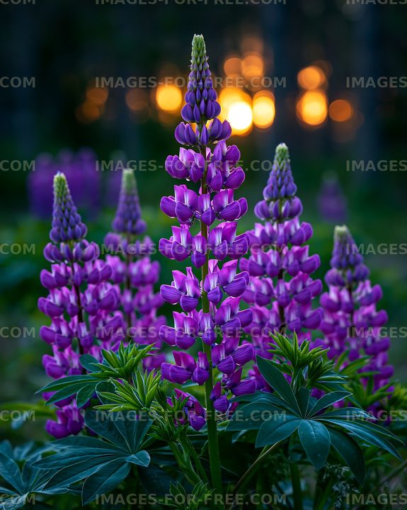 Purple lupine flowers in sunlight during evening hours