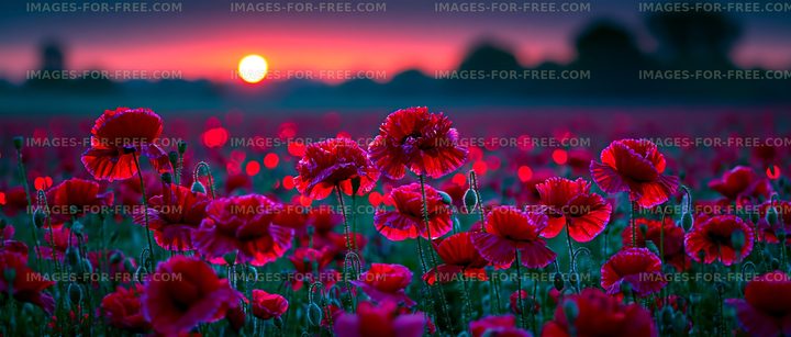 Vibrant poppy field during sunset with colorful sky