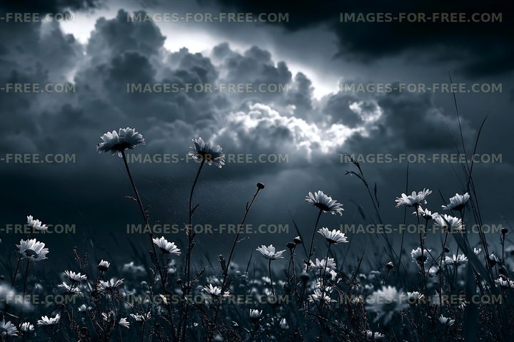 Flowers against a dark sky with clouds and light