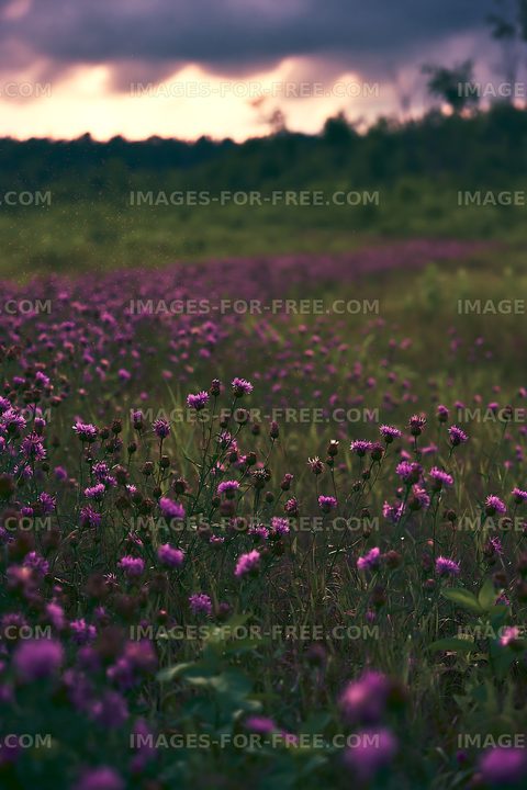 Field of wildflowers in a rural area at sunset