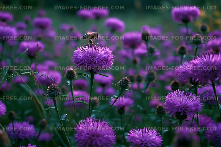 Bee collecting pollen from purple flowers in a field