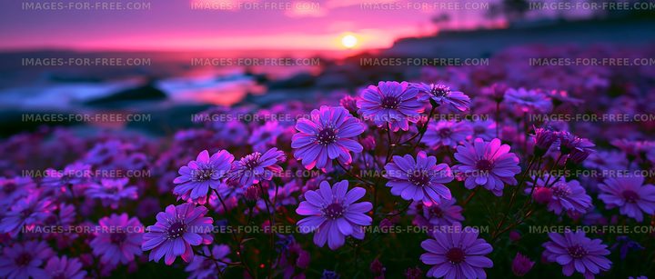 Vibrant flowers at sunset near the shore