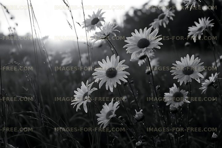 Daisies in a field during early morning light