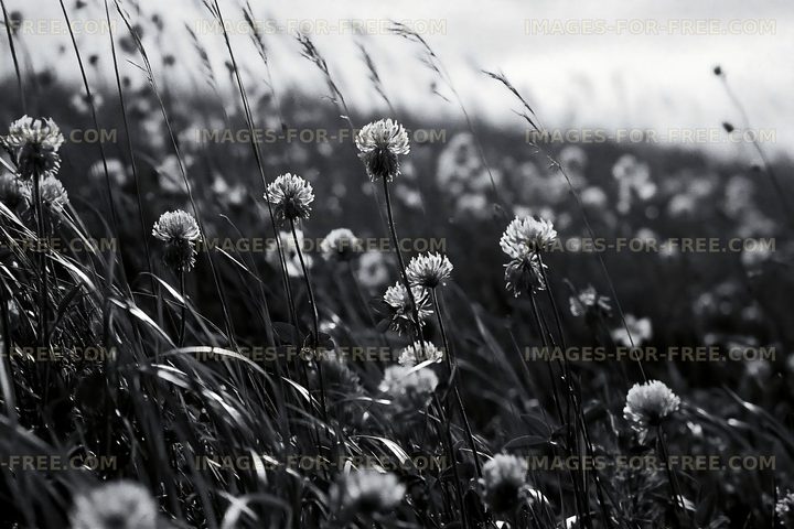 Wildflower field in black and white at dusk