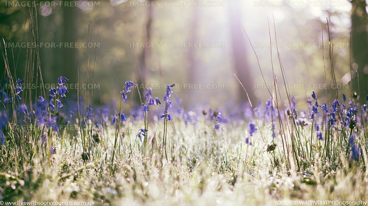 Bluebells blooming in a sunlit forest clearing