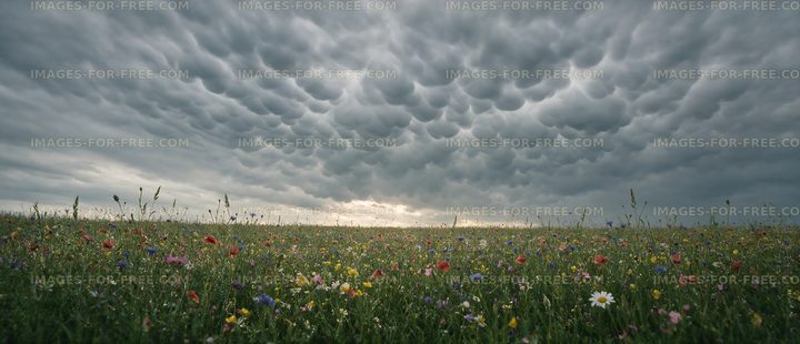 Cloudy sky over a flower-filled field at dusk