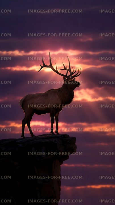 Stag standing on a rock with sunset in the background