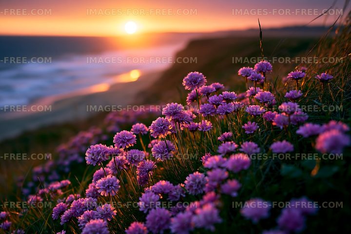 Sunset over purple flowers on the coastline